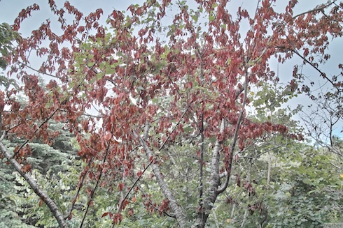 枯れた寒桜 枯れた寒桜