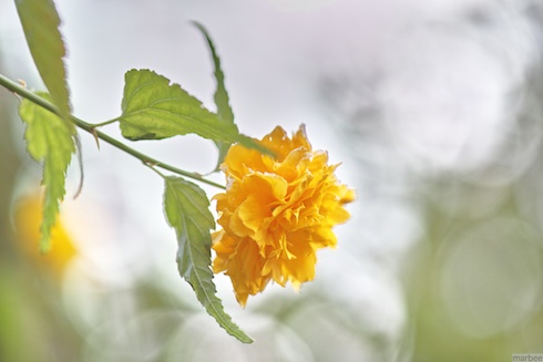 黄色い花 黄色い花