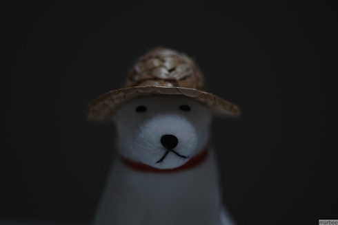 お父さん犬(室内で露出補正マイナス1) お父さん犬(室内で露出補正マイナス1)