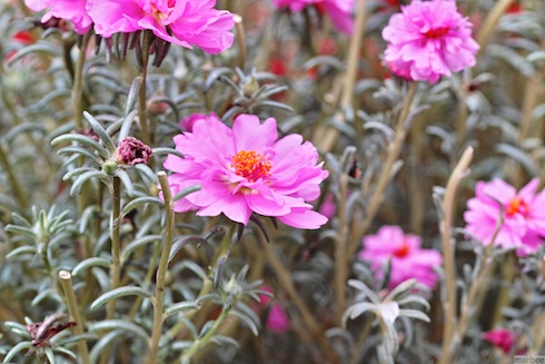 ピンク色の花 ピンク色の花
