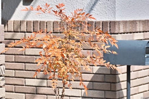 早くも紅葉 早くも紅葉