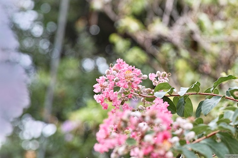ピンク色の花 ピンク色の花