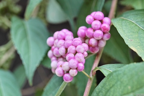 何かの実 何かの実