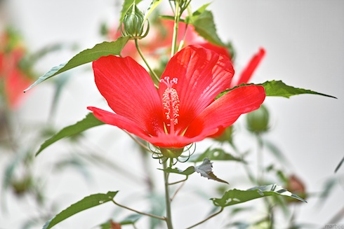 赤くてデカイ花(ムクゲ系?) 赤くてデカイ花(ムクゲ系?)