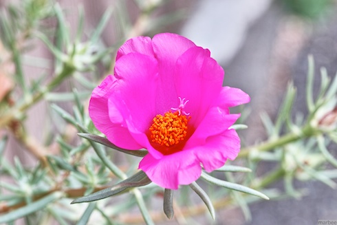 ピンク色の花 ピンク色の花