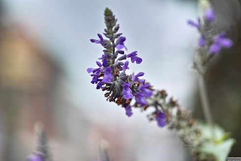 ラベンダー ラベンダー