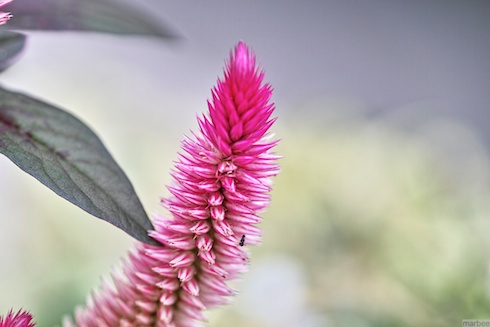 謎の植物 謎の植物