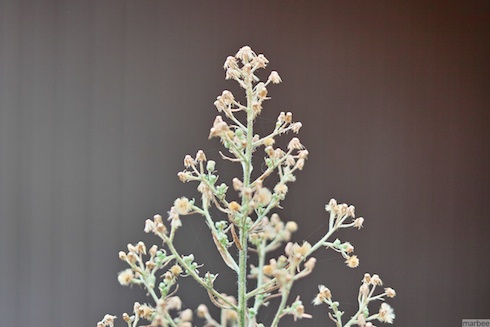 よくわからない植物 よくわからない植物