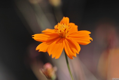 キバナコスモス キバナコスモス