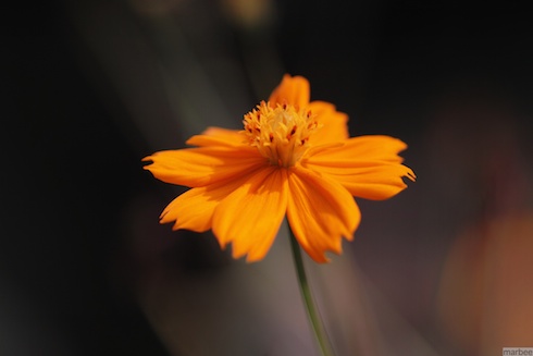 キバナコスモス