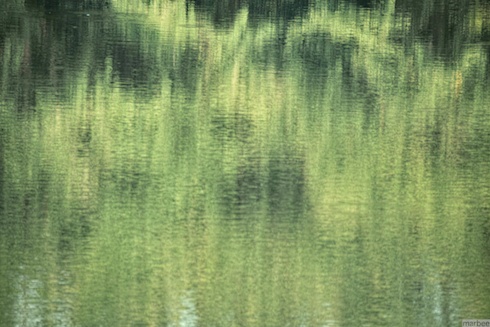 池への映り込み 池への映り込み