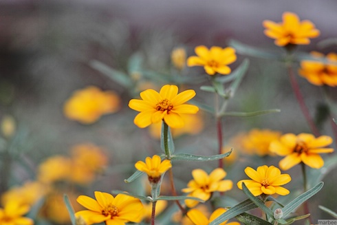 黄色い花 黄色い花