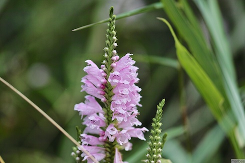 ピンク色の植物 ピンク色の植物