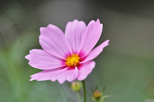 ピンク色のコスモス ピンク色のコスモス