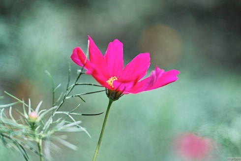 紫色のコスモス 紫色のコスモス