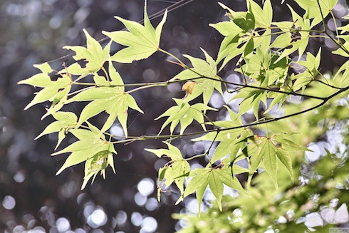 まだ緑の紅葉 まだ緑の紅葉