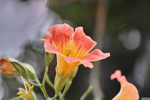 オレンジ色の花 オレンジ色の花