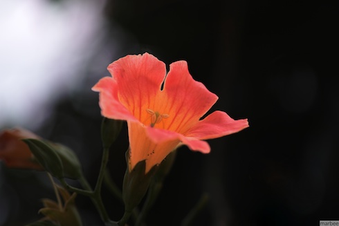 オレンジ色の花