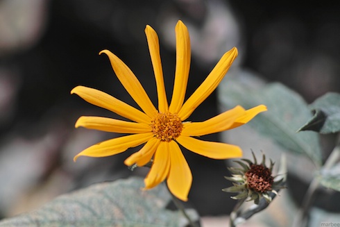 黄色い花 黄色い花