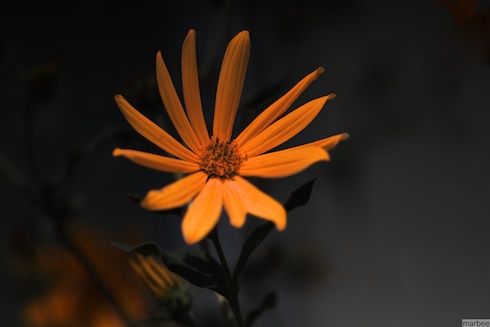 キバナコスモス