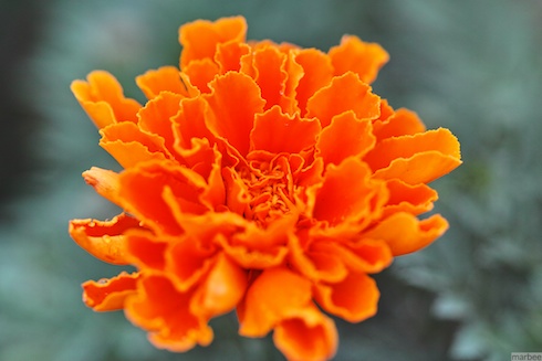 オレンジ色の花