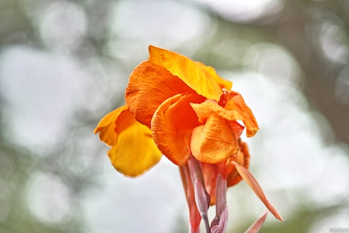 オレンジ色の花