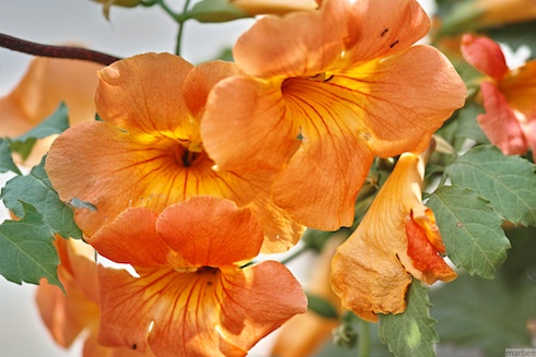 オレンジ色の花