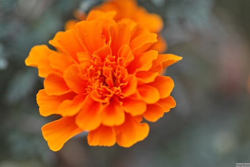 オレンジ色の花