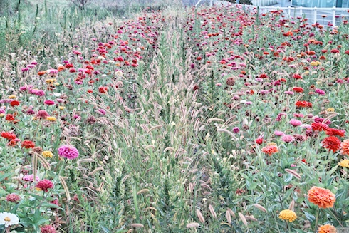 空き地に咲いた花