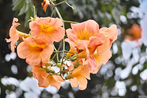 オレンジ色の花