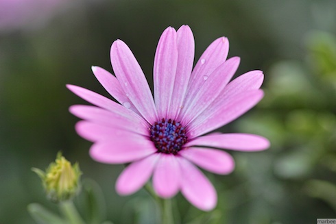 オステオスペルマム