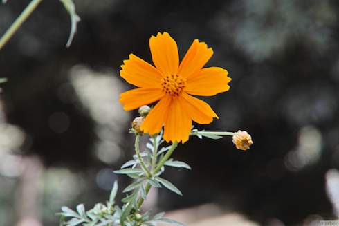 キバナコスモス