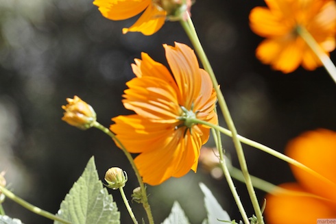 キバナコスモス