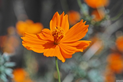 キバナコスモス