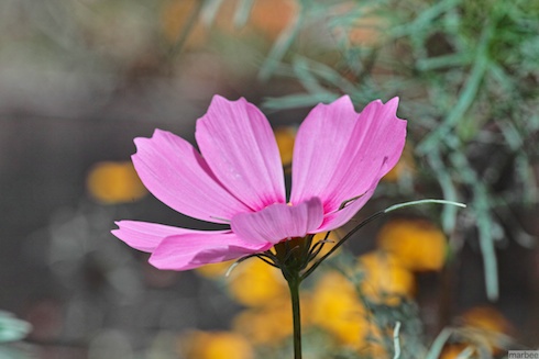 コスモス