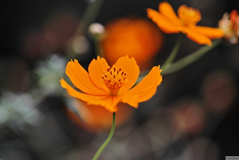 キバナコスモス