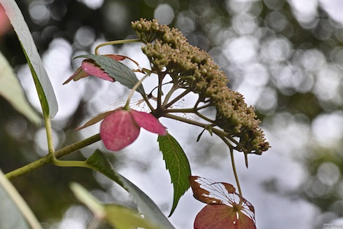 しぶとい額紫陽花