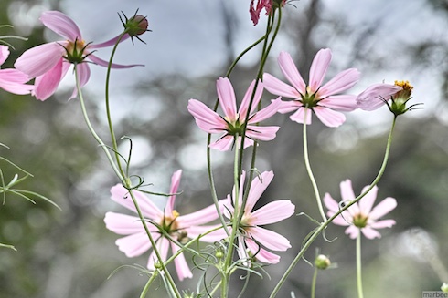 コスモス