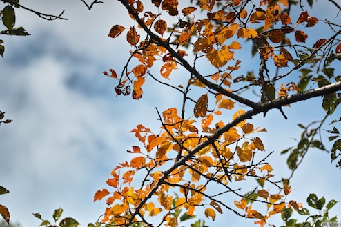 色づき始めた葉