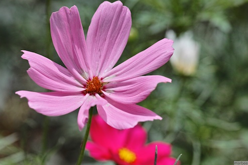 コスモス