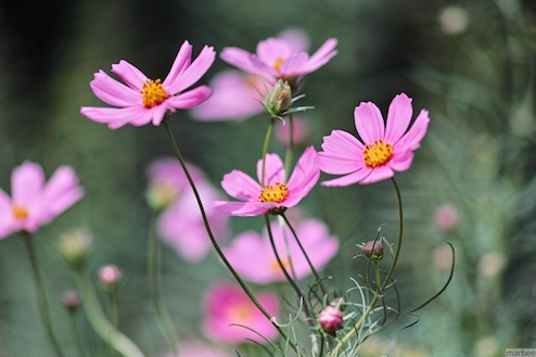 コスモス