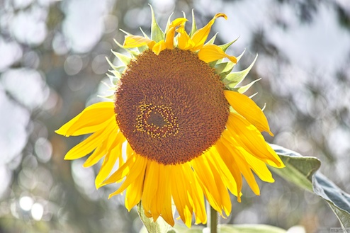 向日葵お疲れちゃん