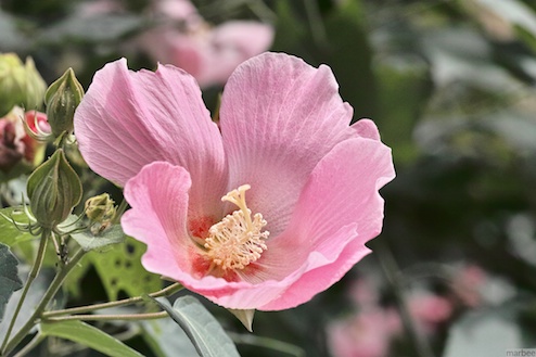 ピンク色のクムゲ