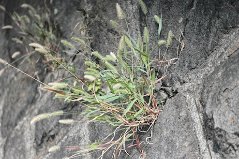 健気に生える猫じゃらし