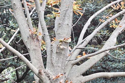 色づき始めた木