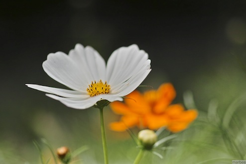 白いコスモス