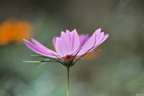 ピンク色のコスモス