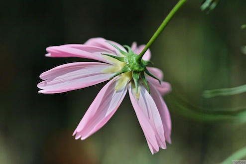 ピンク色のコスモス