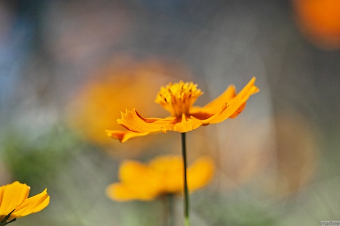 キバナコスモス