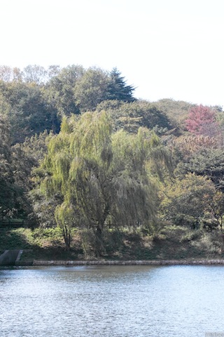 池と葉桜